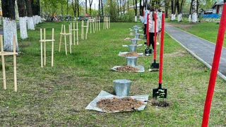 В Судогодском районе высадили клоны легендарного сталинградского тополя