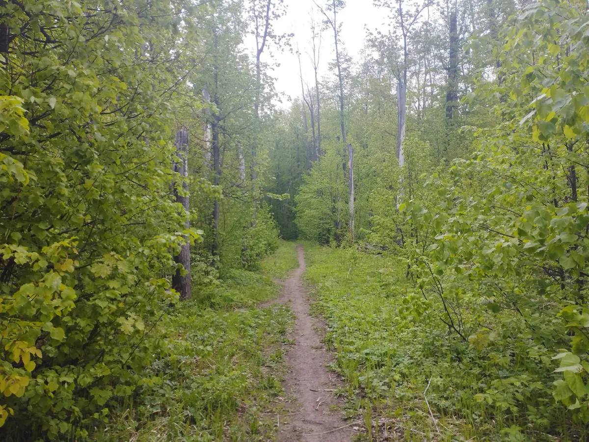 Пензенцам напоминают о запрете на посещение лесов и въезд транспортных средств