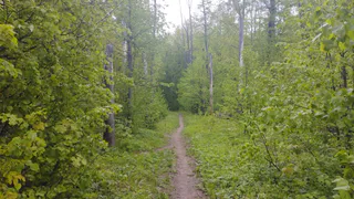 В Рязанской области усилены меры по обеспечению пожарной безопасности лесов