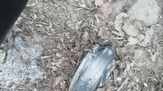 На детской площадке у Телезавода нашли мертвых птиц