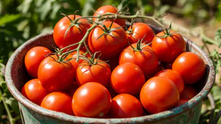 Даем соду томатам с 21 мая - урожай прет как танк: по 11-13 кг плодов с каждого кустика