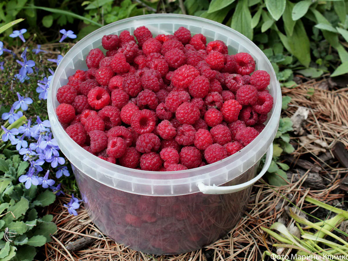 Гастрит, аллергия, подагра: чем могут навредить малина и смородина по мнению диетолога