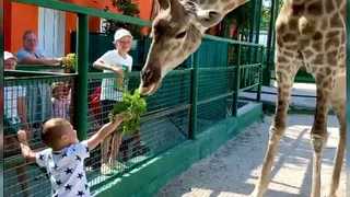 Нижнекамский блогер гордится сыном, который пролез в вольер к жирафу