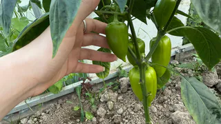 Теперь кормлю перцы отходами — плодоносят до глубокой осени: рекордную урожайность покажут любые сорта