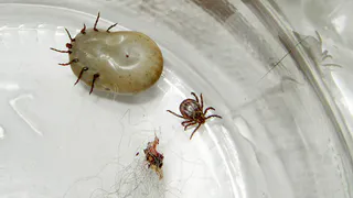 Клещи покусали больше 400 рязанцев