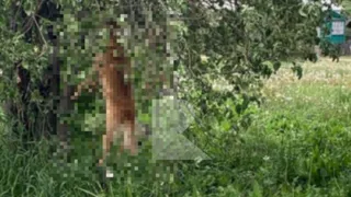 В Сапожке повесили собаку на дереве