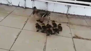 Видео. Утка привела утят на автомойку