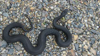 В Канищево в метре от рязанца проползла гадюка