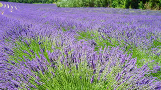 Эти многолетники сею каждый год — всходят без капризов: сад выглядит дороже