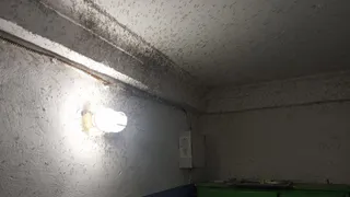 Настоящий фильм ужасов: рязанцы пожаловались на массовое скопление комаров в доме