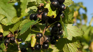 Если сделать эти 2 приема, то смородины на кустах станет в 3 раза больше