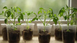 Дачный календарь на февраль: когда сеять перцы, баклажаны и петунии