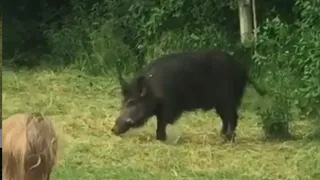 Пришел за угощениями: на Ласковском озере снова заметили кабана