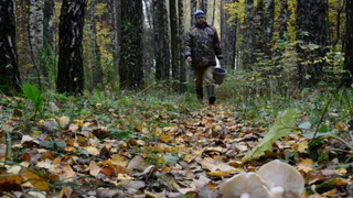 В Коми на болоте ягодники нашли человека