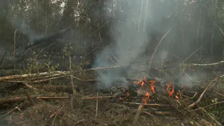 Восемь прибывших из Москвы машин повреждены на лесном пожаре под Рязанью