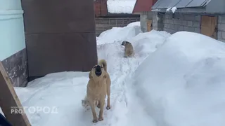 Безнадзорные собаки терроризируют людей под Сыктывкаром