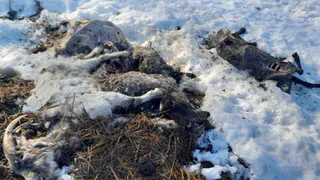 В одном из сел во Владимирской области прямо на улице обнаружили множество трупов домашних животных
