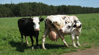 Водители в сторону - во вторник по Солотчинскому шоссе пойдут коровы