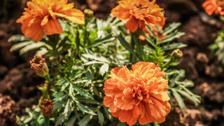 Заменила бархатцы более полезным цветком — это растение борется со многими вредителями вирусами и болезнями на даче и в огороде