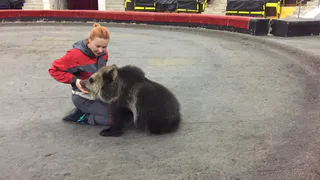 "Ума жила с нами в одной квартире два месяца": укротительница хищников рассказала, как воспитывать медведя