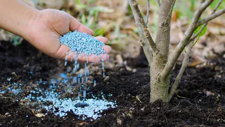Для успешной зимовки и большого урожая в новом сезоне: как и чем подкормить плодовые деревья этой осенью
