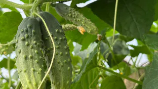 Стакан на ведро воды — и морозы огурцам не страшны: будут сочными и хрустящими — как будто юга привезли