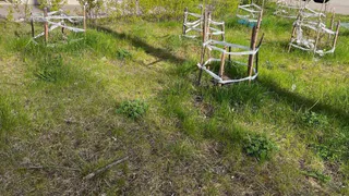 Не сажайте эти 3 дерева в саду около дома - отнимают удачу и энергию, и приносят одни беды