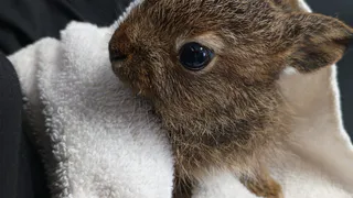 Спасенного зайчонка отправят в Киров из Коми