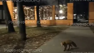 В рязанском Лесопарке вечером заметили лису