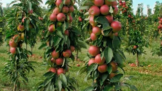 Тысячу тонн яблок планирует собрать в этом году "Брянский сад"