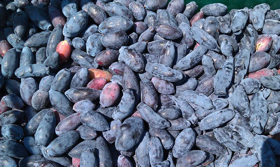 После сбора жимолости: 1 горсть и следующим летом снимете ягоды-богатыри