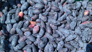 После сбора жимолости: 1 горсть и следующим летом снимете ягоды-богатыри