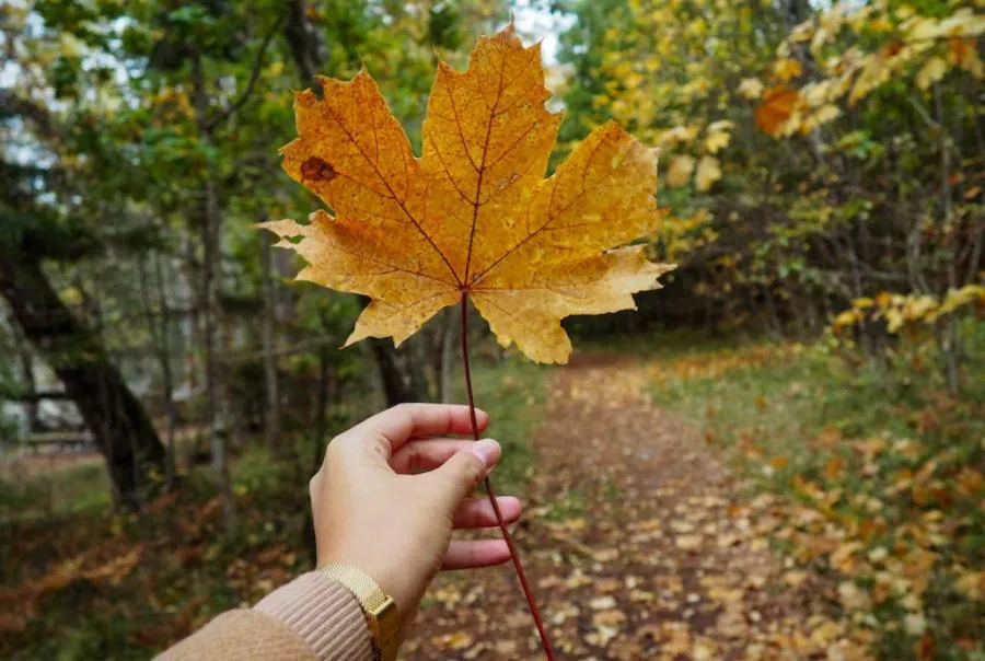 Погода недели: осенний расклад