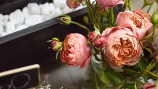 1 буханка — и пионы будут радовать весь сезон: так роскошно цветут, что соседи кусают локти от зависти