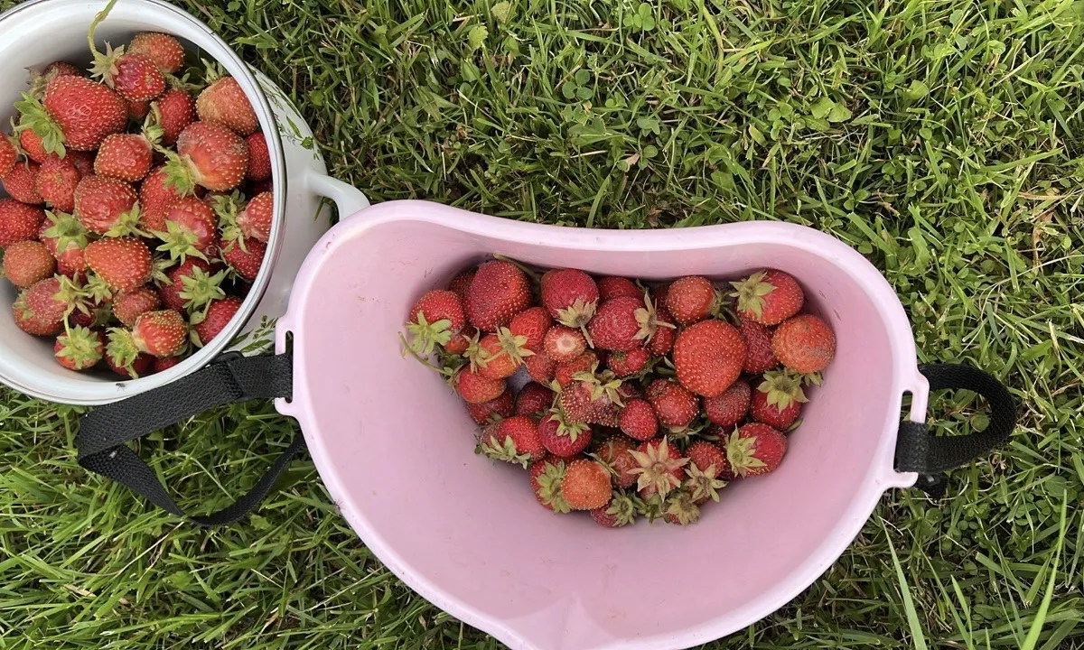 Насыпаю осенью вокруг кустов, хватает на всю зиму: весной клубника растёт как на дрожжах после этой подкормки