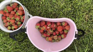 Насыпаю осенью вокруг кустов, хватает на всю зиму: весной клубника растёт как на дрожжах после этой подкормки