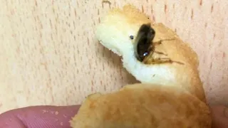 Жителю Клинцов продали хлеб с тараканом