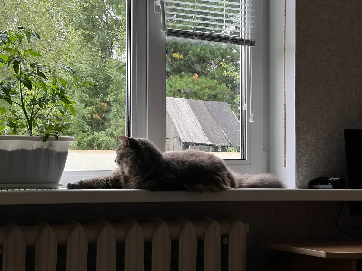 Не игнорируйте кошачье «привет»: зоопсихолог предупреждает, к чему приводит невнимательность к питомцу