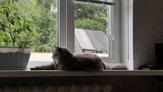 Не игнорируйте кошачье «привет»: зоопсихолог предупреждает, к чему приводит невнимательность к питомцу