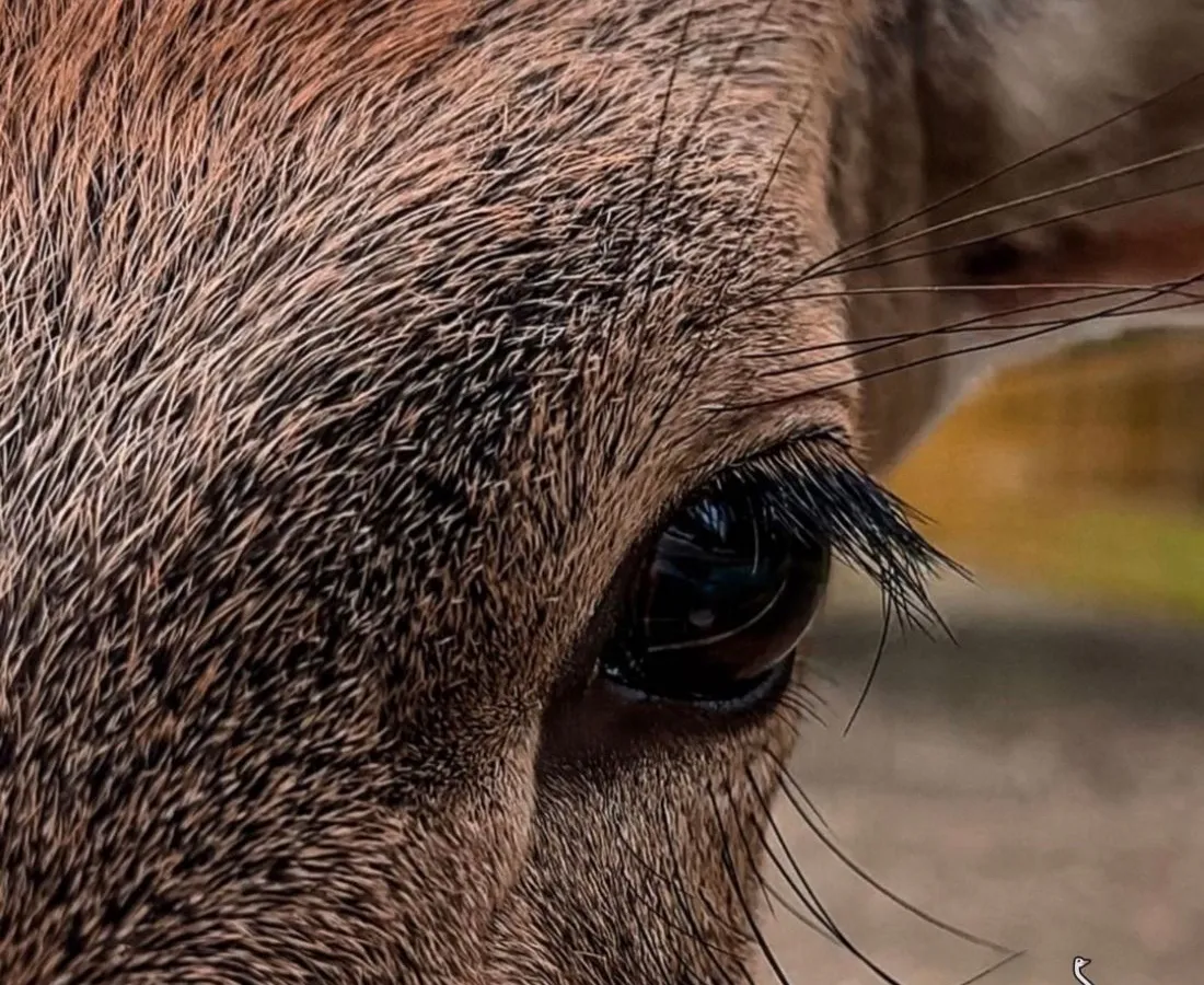 В экопарке «Казеевка» посетители до смерти закормили северного олененка
