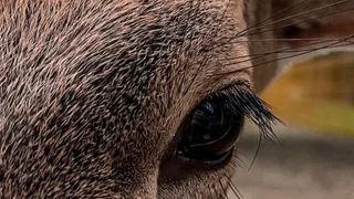 В экопарке «Казеевка» посетители до смерти закормили северного олененка