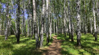 Производство пиломатериалов в Коми увеличилось в первом полугодии