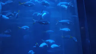 Ученые Коми ищут способ сохранить краснокнижных рыб в водоемах региона