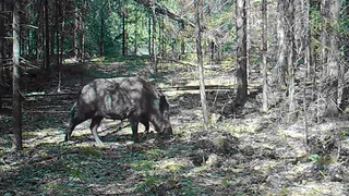На охраняемых территориях области фотоловушки засняли кабанов за «работой»