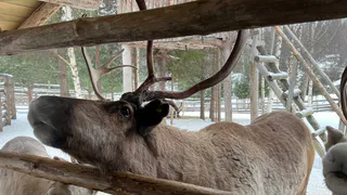 В Заполярье Коми открывают набор на новую профессию "Мастер оленеводства"