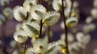 Погода исправляется: в Челябинской области потеплеет до +20