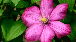 Клематисам в апреле нужна эта стимуляция: куст вырастет размером с Эльбрус, а цветки с блюдце – за сущие копейки