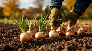 Весной сажают только новички: соседка объяснила, почему всегда садит лук под зиму - и она права