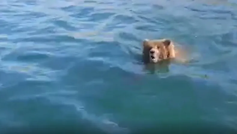 "На дно пошёл"
