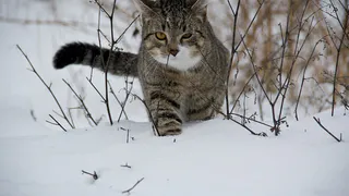 Холодно ли кошкам зимой на улице и как они переносят холод?